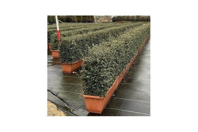 Lonicera nitida - 1m long trough