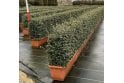 Lonicera nitida - 1m long trough