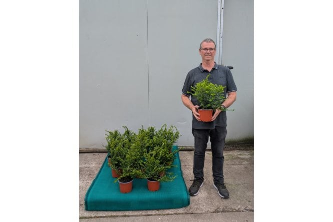Lonicera nitida - 2 litre