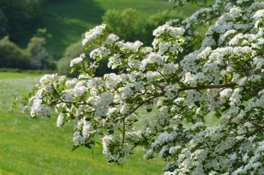 hawthorn berries in a flowwering and berrying mixed native hedge