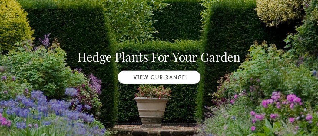 Hedge Plants