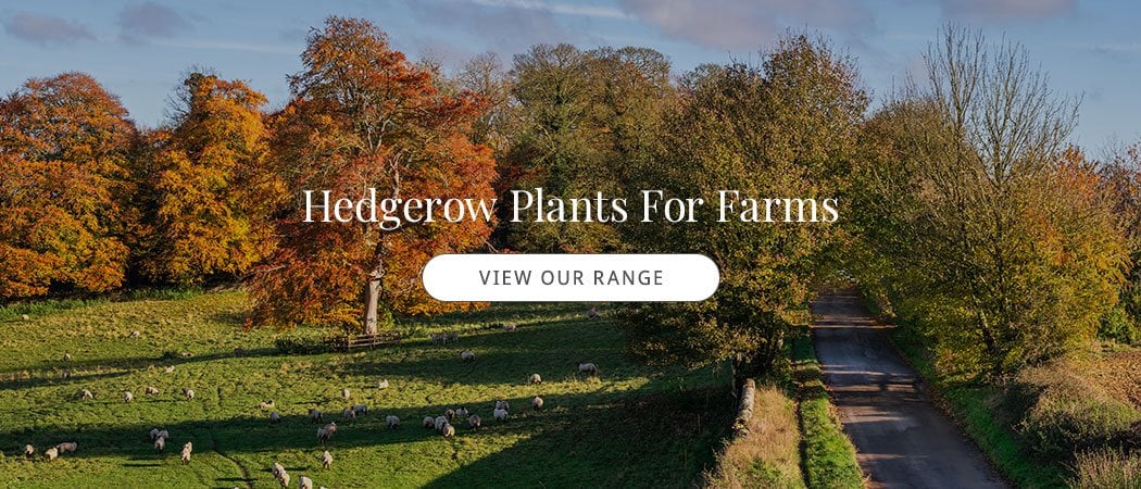 Hedgerow Plants