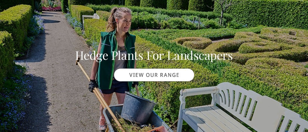 Hedge Plants for Landscaping