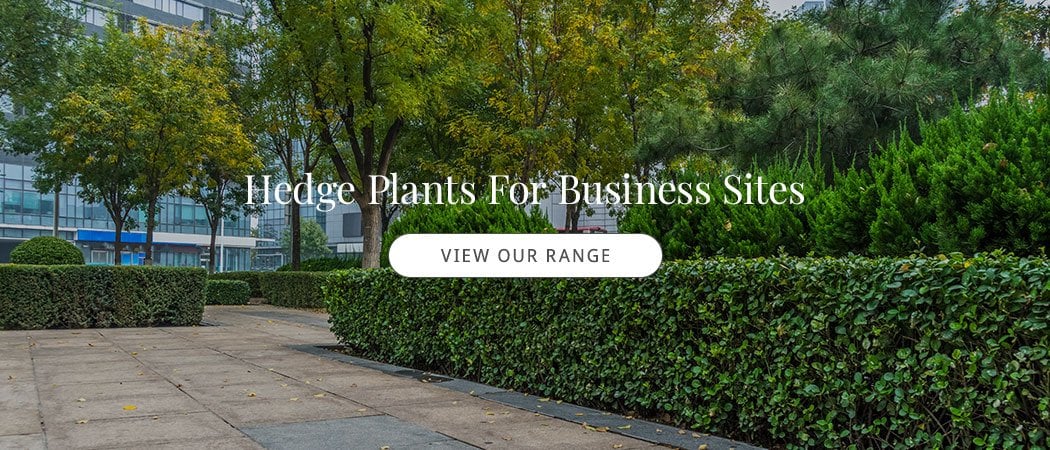 Hedge Plants for Business Sites