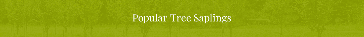 Popular Tree Saplings