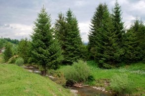 Norway Spruce tree saplings (Picea abies)