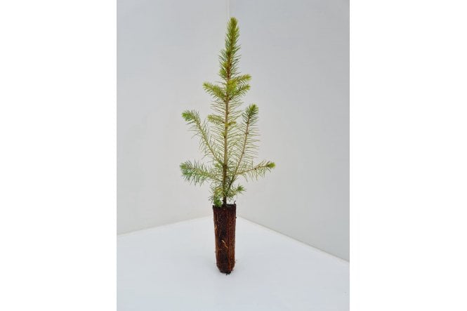 Norway Spruce tree sapling 2 years old - cell grown