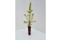 Norway Spruce tree sapling 2 years old - cell grown