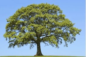 Oak - English tree saplings (Quercus robur)