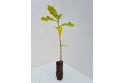 Oak tree sapling - cell grown