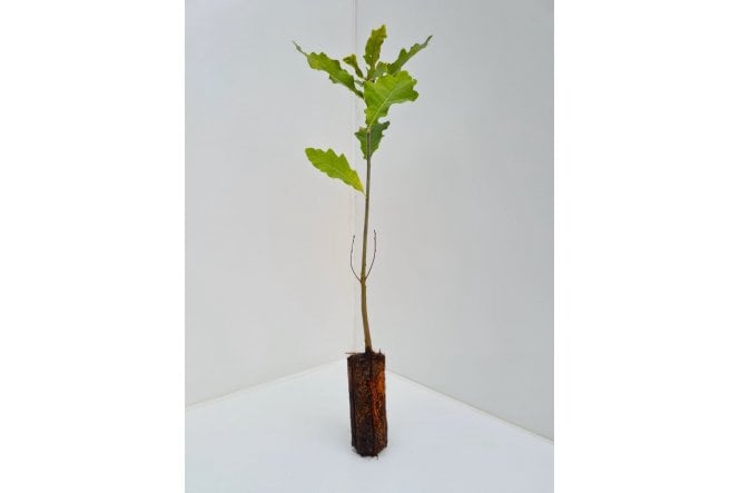 Sessile Oak - cell grown