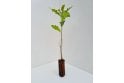 Sessile Oak - cell grown