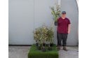 Oleaster 'Limelight' - 2 Litre