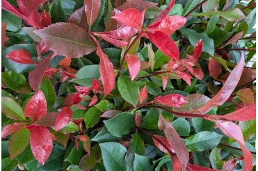 Close up of glossy red and green Photinia 'Carré Rouge' shrub with vibrant red young leaves and glossy evergreen foliage good for low lying hedges or ornamental planting in urban and rural gardens.