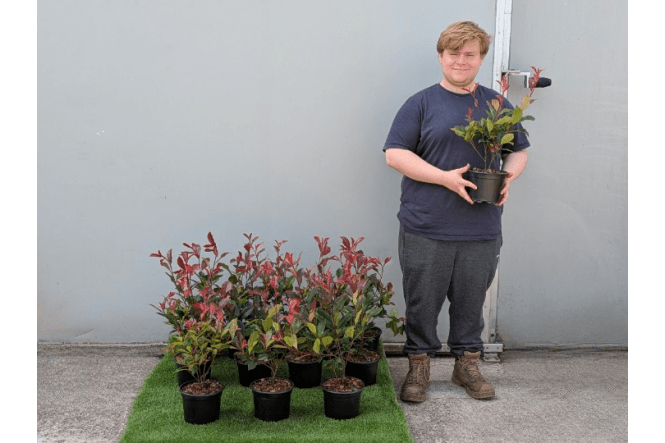 Photinia Carre Rouge - 2 litre