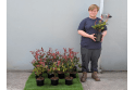 Photinia Carre Rouge - 2 litre
