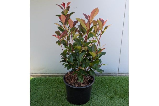 Photinia Carre Rouge - 5 litre