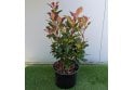 Photinia Carre Rouge - 5 litre