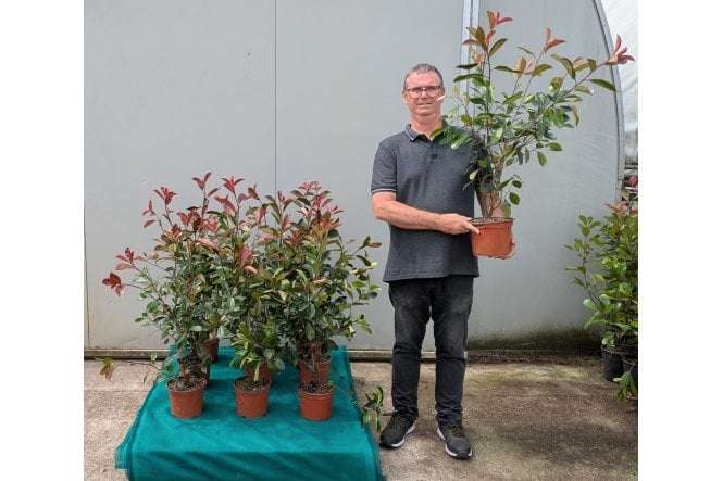 Photinia - 2 litre