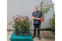 Photinia - 2 litre