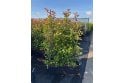 Photinia - 1m long trough
