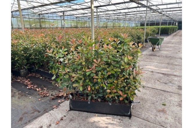 Photinia - 1m long trough