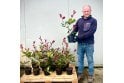 Photinia - 2 litre
