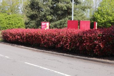 A close up picture of the flowers of a mature and established Photinia Red Robin hedge in established garden, featuring vibrant red young leaves contrasting with mature glossy green foliage, commonly used for hedging or ornamental garden planting.