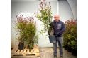 Photinia - 10 litre