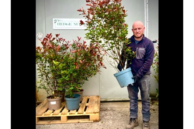 Photinia - 10 litre