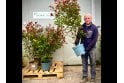 Photinia - 10 litre