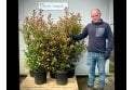 Photinia - 15 litre