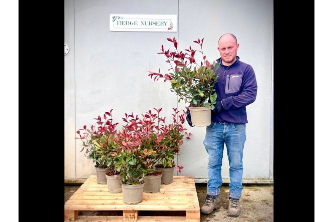 Photinia - 5 litre
