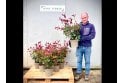 Photinia - 5 litre