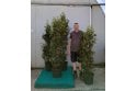 Portuguese Laurel - 20 litre