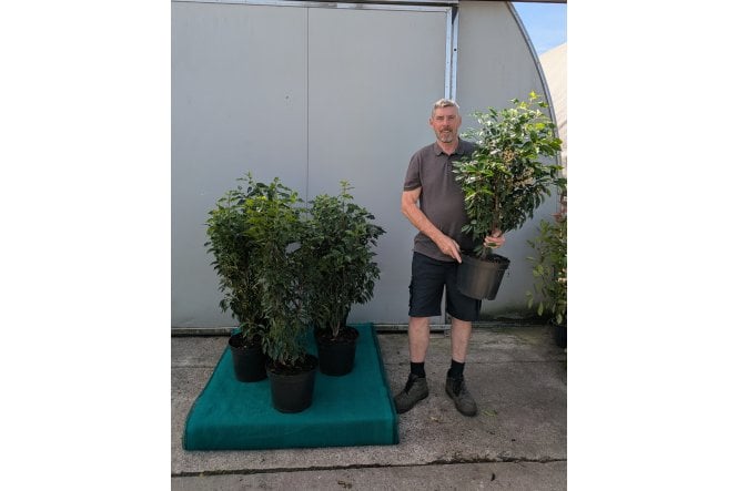 Portuguese Laurel - 10 litre