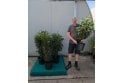 Portuguese Laurel - 10 litre