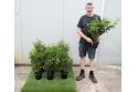 Portuguese Laurel - 2 litre
