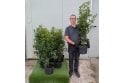 Portuguese Laurel - 10 litre