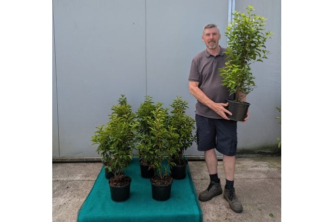 Portuguese Laurel - 5 litre