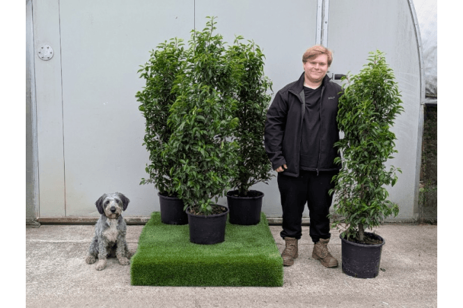 Portuguese Laurel - 15 litre