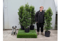 Portuguese Laurel - 15 litre