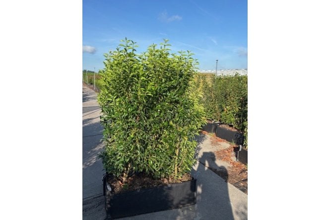 Portuguese Laurel - 1m long trough