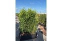Portuguese Laurel - 1m long trough