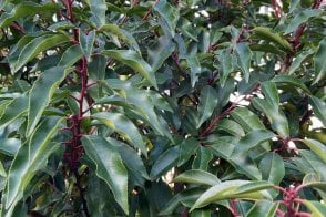 Portuguese Laurel hedge plants (Prunus lusitanica)