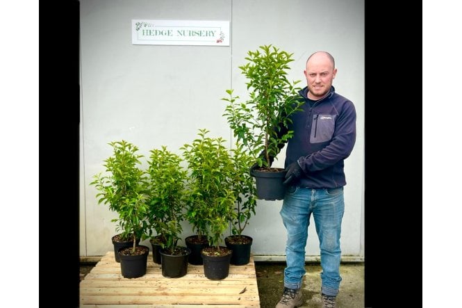 Portuguese Laurel - 5 litre