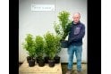 Portuguese Laurel - 5 litre
