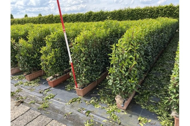 Portuguese Laurel - 1m long trough