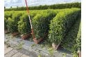 Portuguese Laurel - 1m long trough