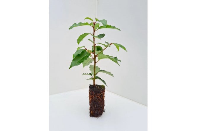 Portuguese Laurel - cell grown